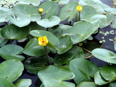 Nuphar Pumilum Extract 